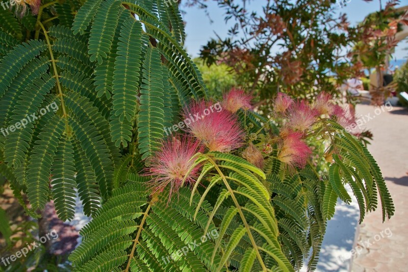 Flower Flowering Tree Pink Flower Exotic The Mediterranean