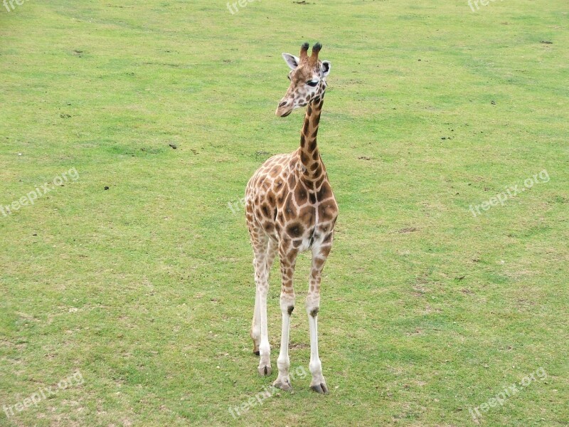 Giraffe Animals Nature Wildlife Zoo