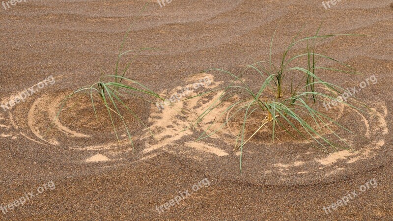 Mongolia Desert Grass Pattern Structure Free Photos