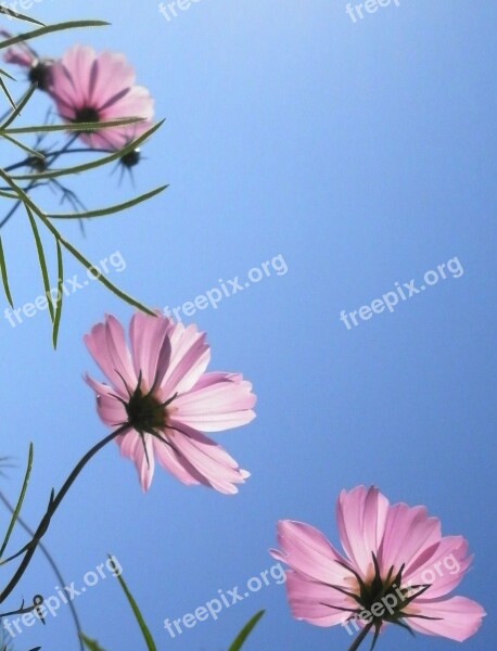 Cosmea Pink Balcony Sky Blue