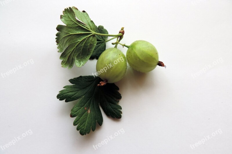 Fruit Garden Gooseberry Free Photos