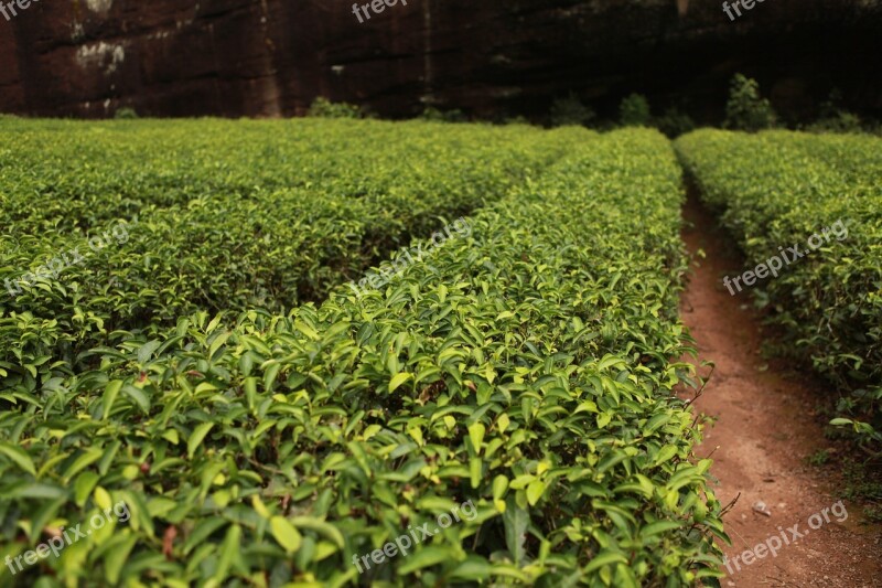 Tea Garden Tea Tree Tea Plant Green