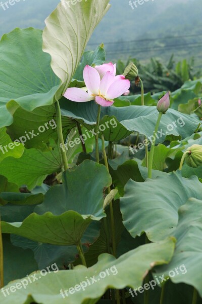 Lotus Lotus Leaf Pink Hawthorn Pond