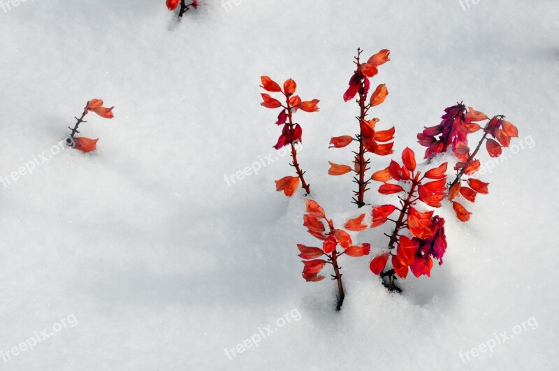 Flower Flowers Red Flowers Bai Rihong Red String