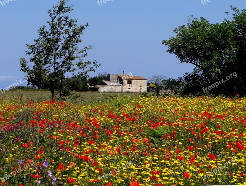 Flower Meadow Summer Meadow Flowers Colorful Calabria