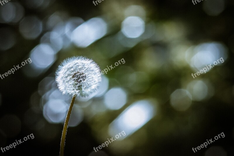 Dandelion Spring Nature Meadow Flower