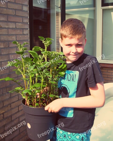 Boy Gardening Potato Vegetable Growing