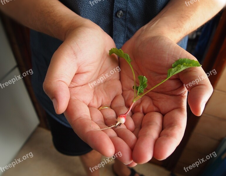 Hands Man Radish Gift Fingers