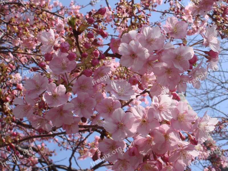 Sakura Cherry Japan Free Photos