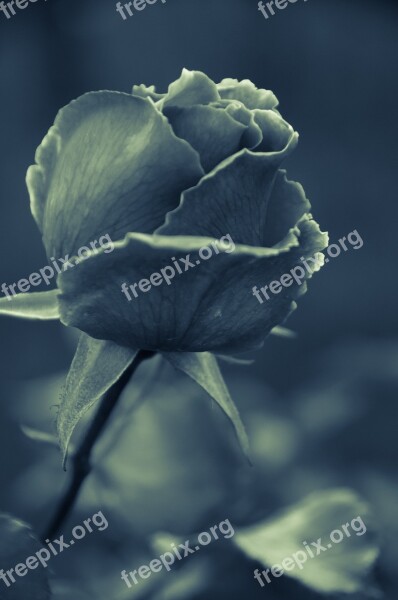 Rose Leaves Isolated Tropical White