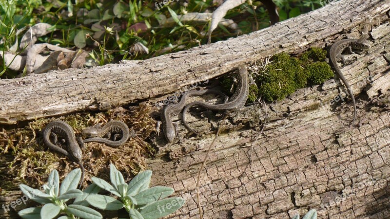 Fence Lizards Lizards Reptile Animals Cold Blooded Animals