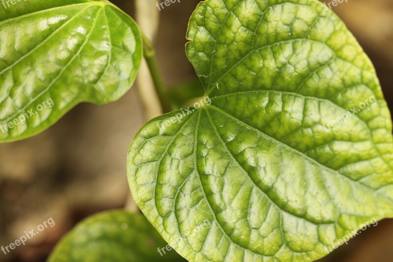 Autumn Leaves Green Plant Beautiful Thailand