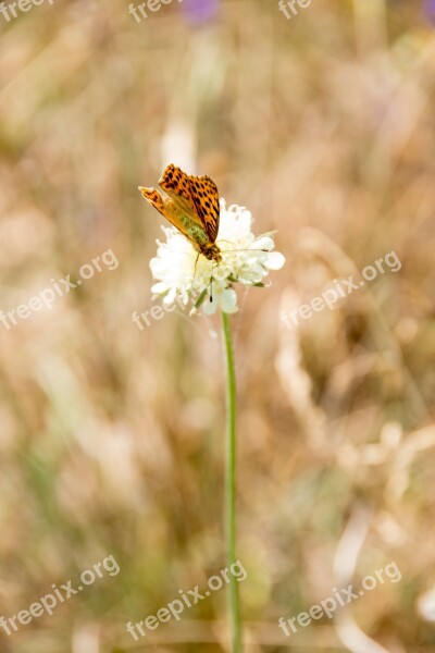 Butterfly Nature Insect Animal Summer