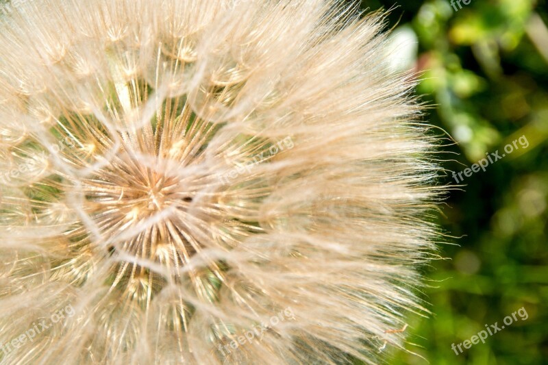 Dandelion Sunlight Park Green White