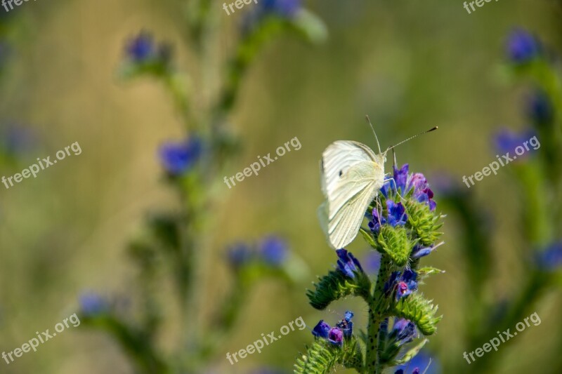 Butterfly Nature Insect Animal Summer