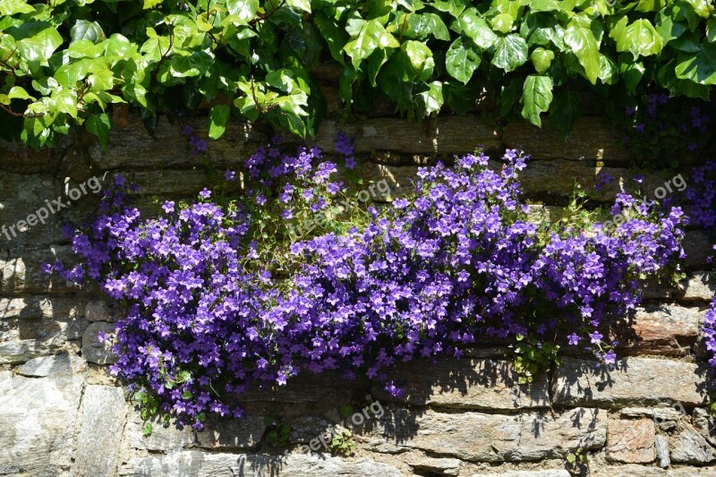 Flowers Campanules Wall Nature Flora