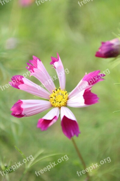 Cosmos Flower Cosmos Pink Flower Plant