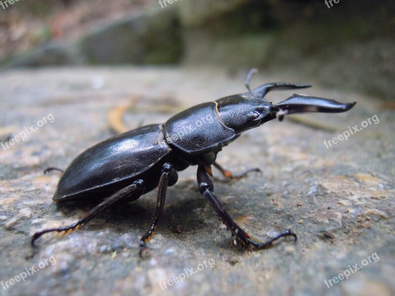 Stag Beetle Beetle War Anti-host Free Photos