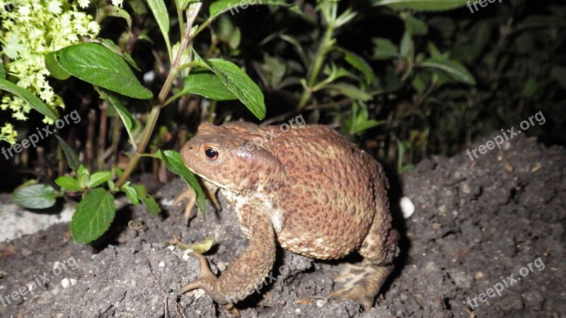 Toad Frog Nature Free Photos