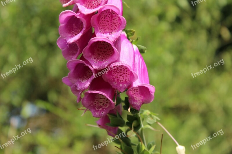 Digitalis Flower Pink Floral Summer