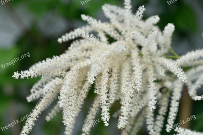 Grasses Plant Flowers Nature Forest Males