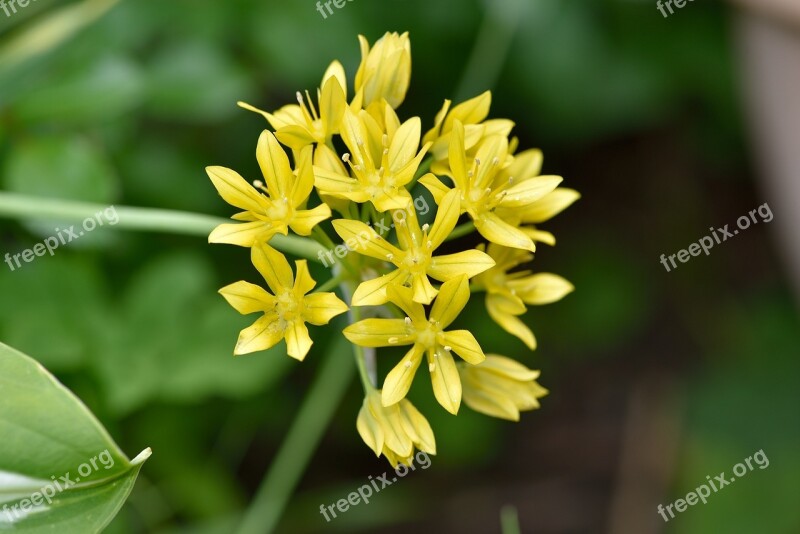 Lily Leek Flower Blossom Bloom Yellow