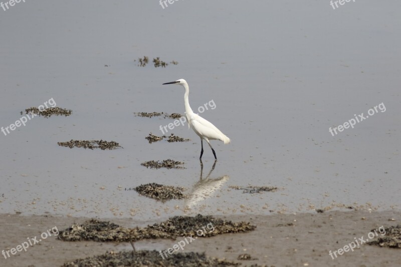 Heron Bird Pond Free Photos