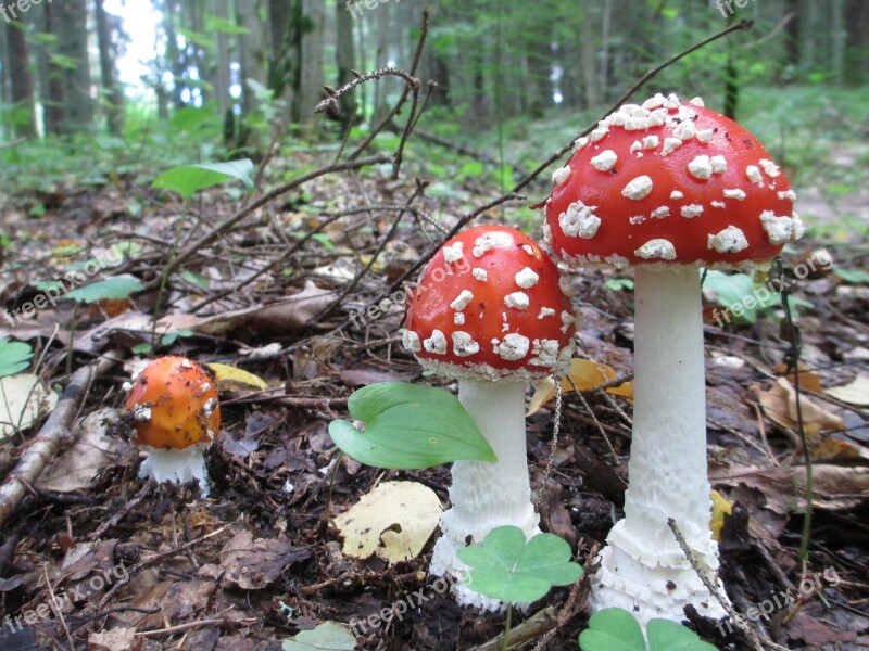 Fly Agaric Mushroom Forest Autumn Amanita