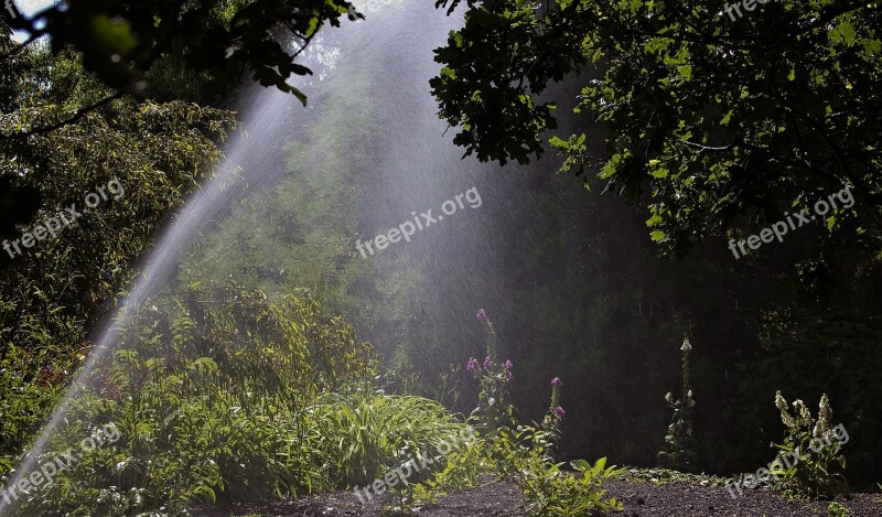 Sprinkler Watering Woodland Garden Watering Free Photos