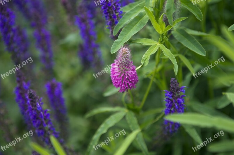 Salvia Flowers Pink Plants Blue