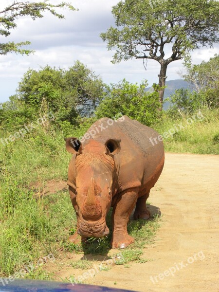 Rhino Safari South Africa Wild Animals Free Photos