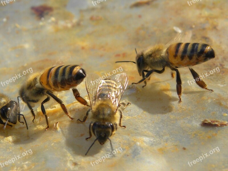 Bees Honey Bees Animals Insect Free Photos