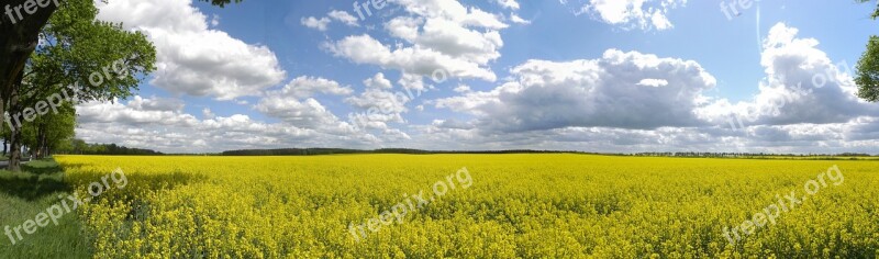 Field Of Rapeseeds Spring Panorama Blossom Bloom