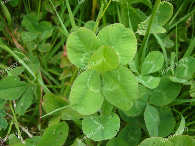 Lucky Clover Klee Leaf Five Five-leaved