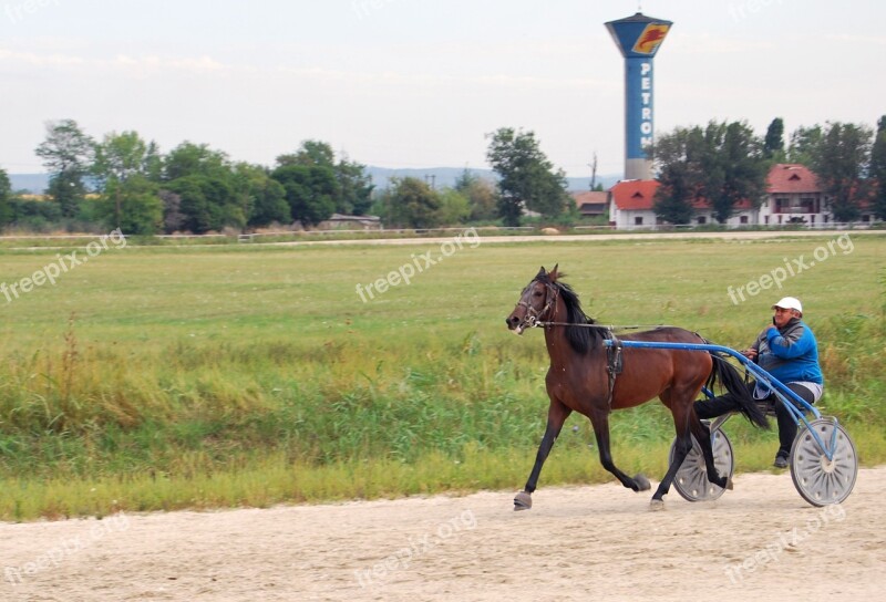 Horse Carriage Coach Animal Vintage