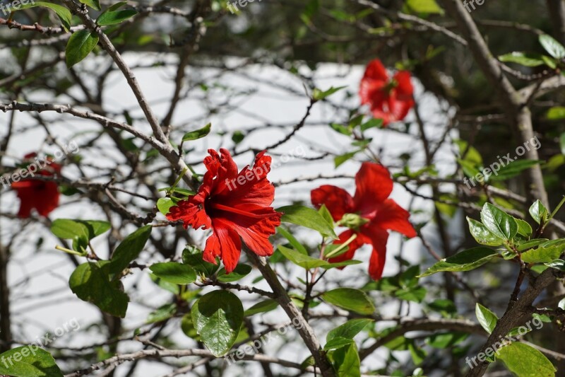 Hibiscus Flower Red Mallow Blossom