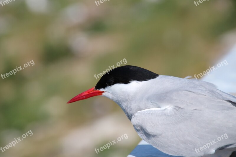 Seagull Birds Sea Animal Water Bird