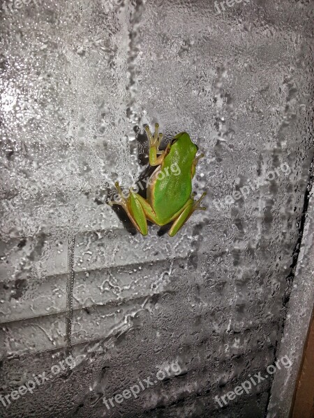 Frog Amphibian Animal Rainforest Rain