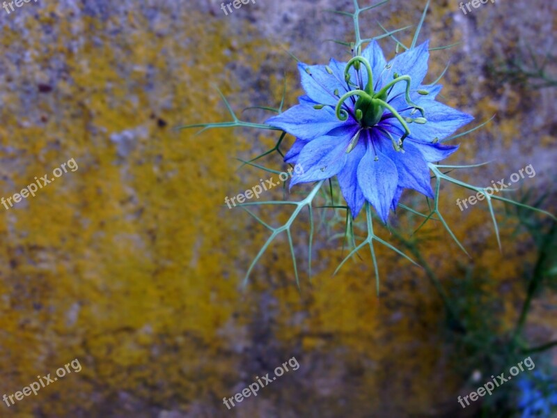 Wallflower Flower Blue Plant Nature