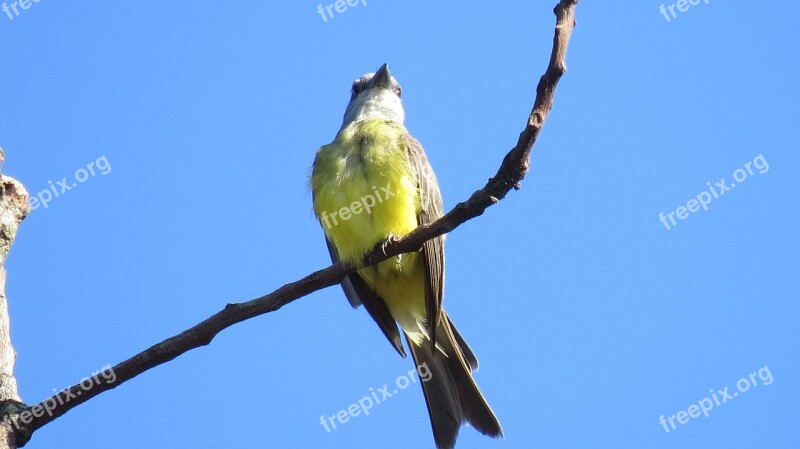 Birds Birdie Bird Free Photos