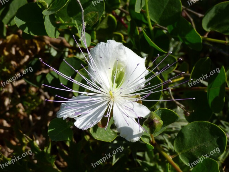 Flower Bloom Summer Nature Plant