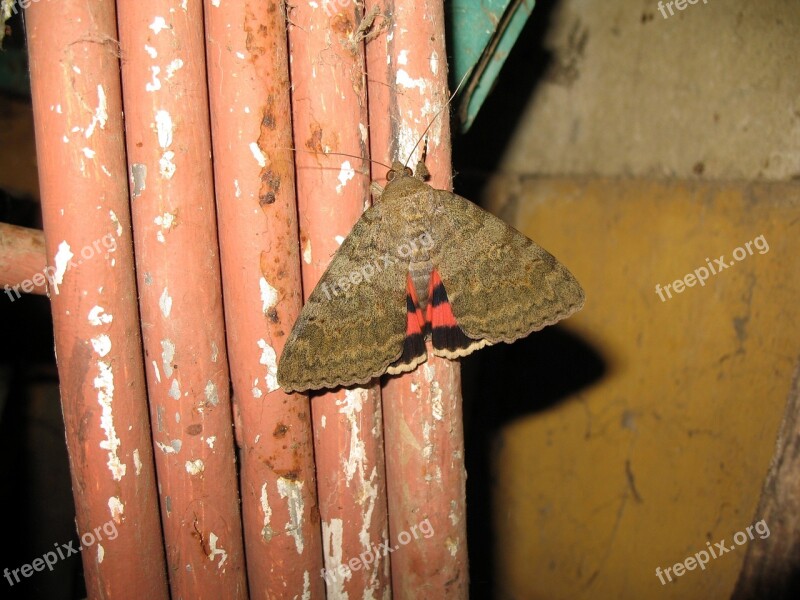 Butterfly Moth Insect Free Photos