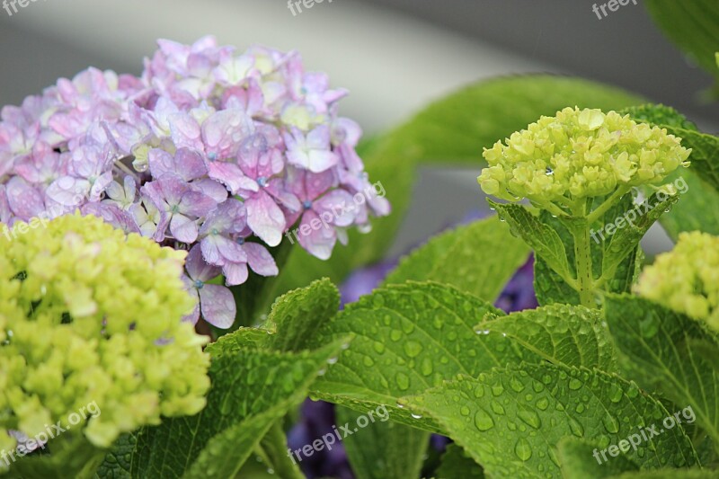 Hydrangea Fukushima Rain Drop Of Water Leaf