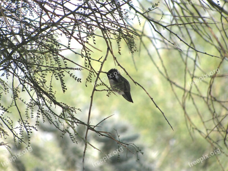 Hummingbird Costa's Hummingbird Palo Verde Tree Tucson Wildlife