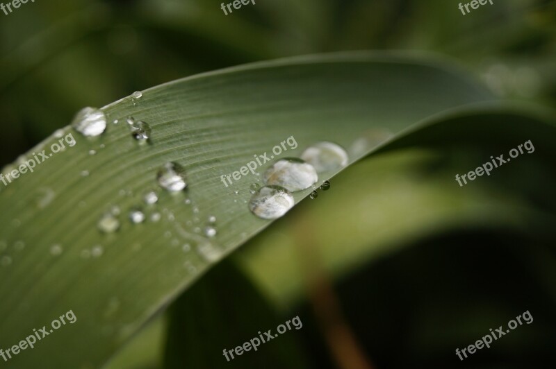 Just Add Water Raindrop After The Rain Rain Foliage