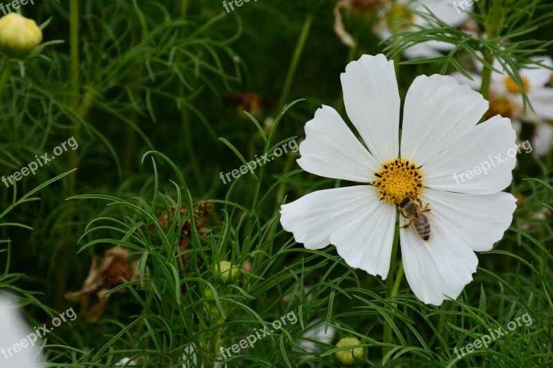 Flower Gesanghua The Scenery Beautiful Pretty