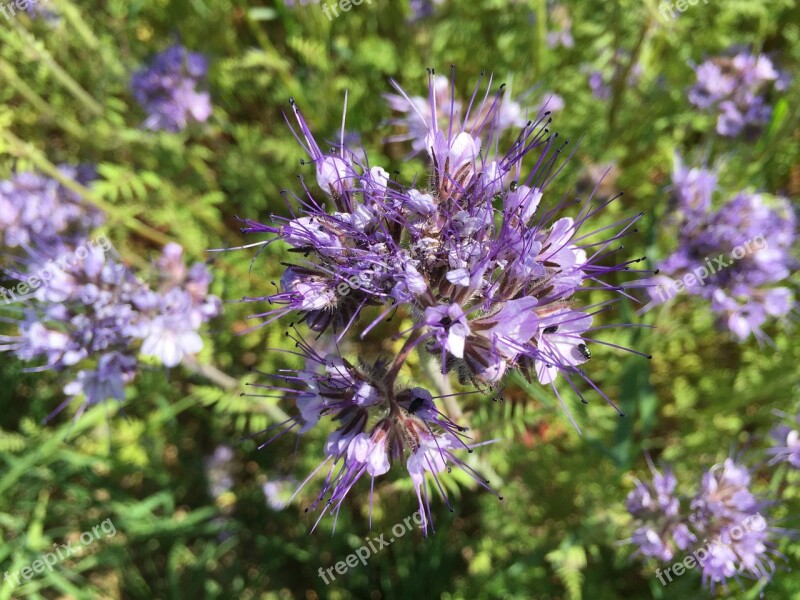 Cornflower Purple Violet Blossom Bloom