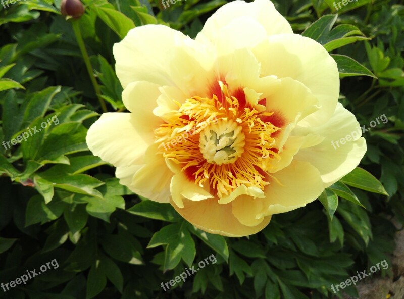 Peonies Flowers Yellow Spring Garden