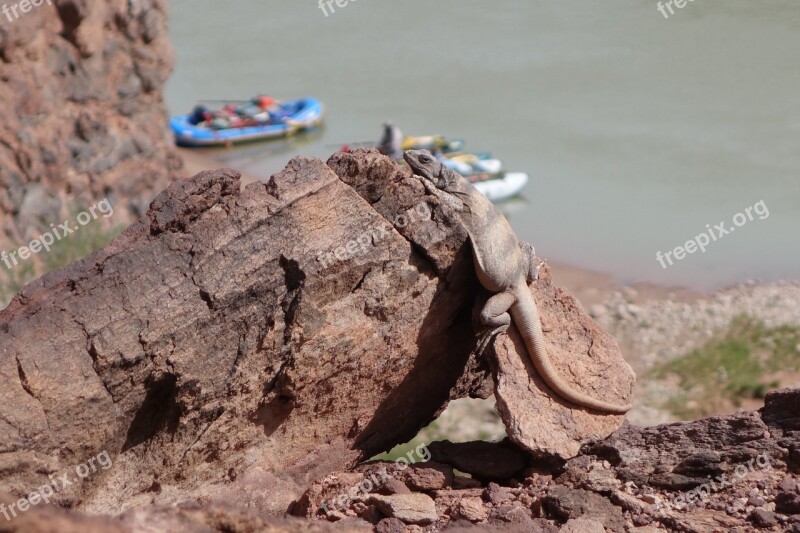 Lizard Desert Reptile Animal Wildlife