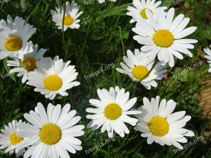 Daisies Flower Plant Nature Summer